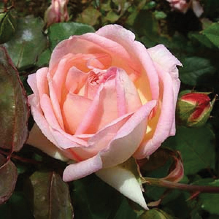 English rose breeder Henry Bennett developed this new hybrid tea rose in 1884. Australia introduced it in 1894 as the Grace Darling. Photo courtesy of RainArths